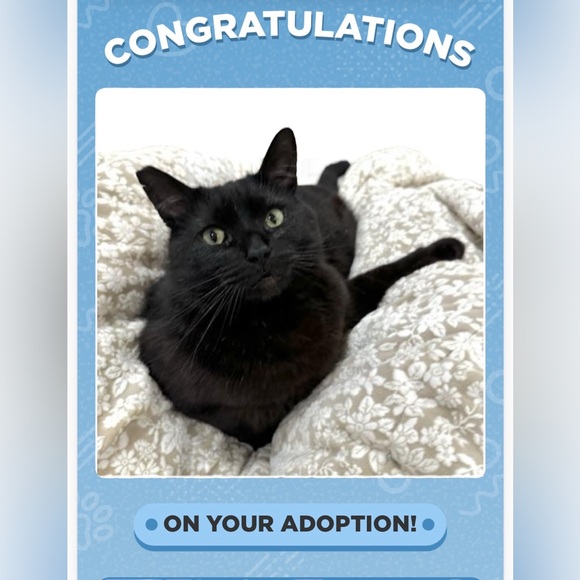 DAYNAC19 is NOW ADDICAT DESIGNS - Picture 3 of 16